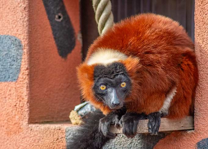 Red Ruffed Lemur Portrait