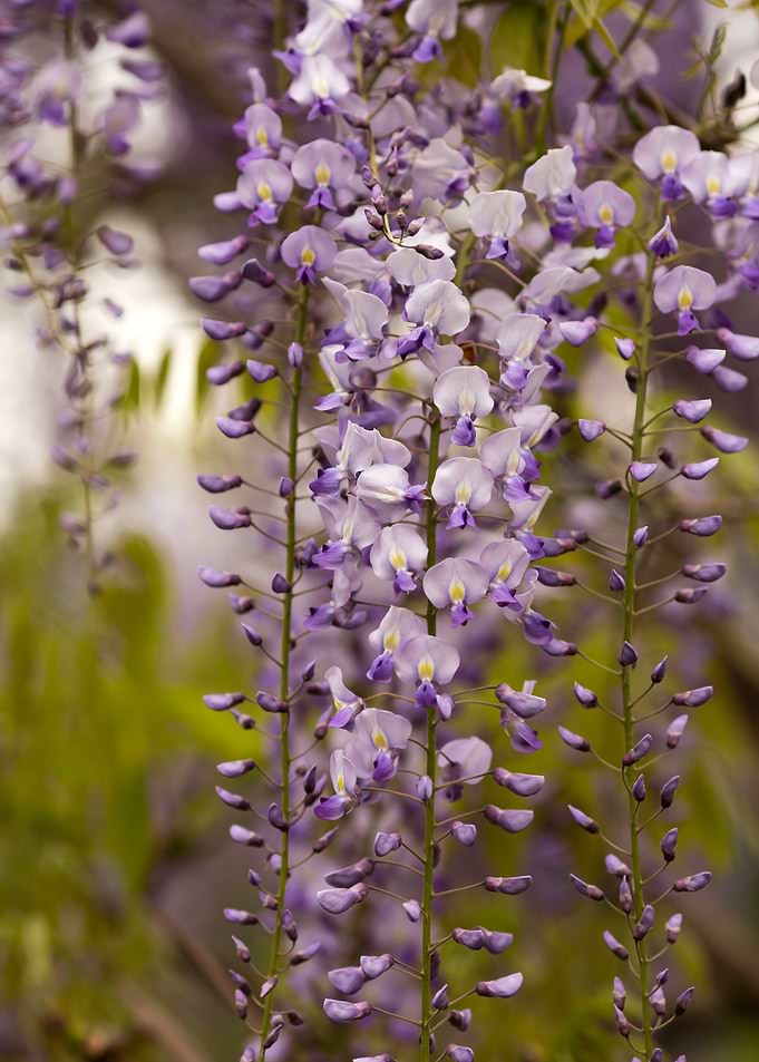 Wisteria Flowers in Bloom