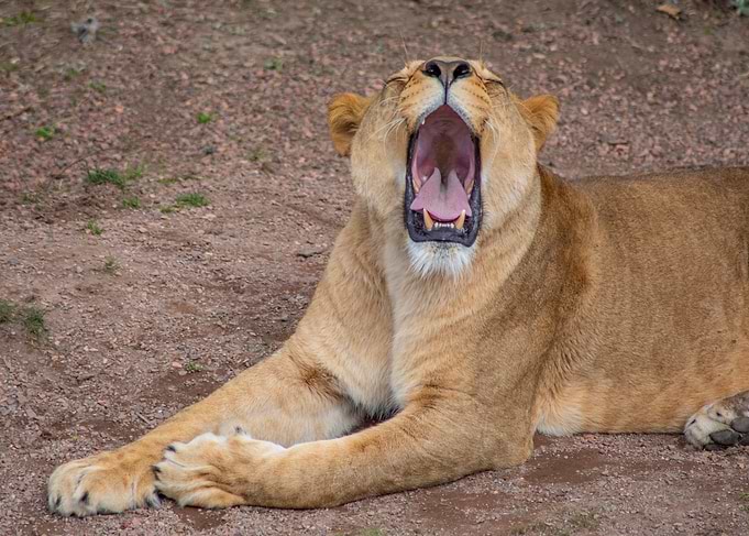 Yawning Lioness Portrait