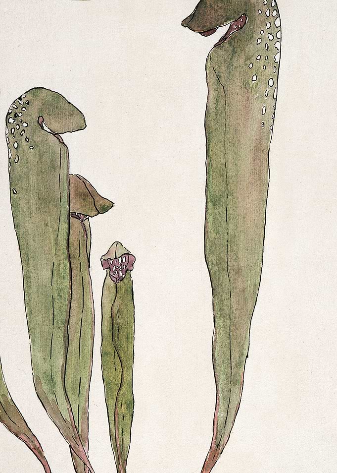 Watercolor Pitcher Plants Illustration