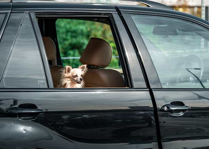 The Backseat Philosopher