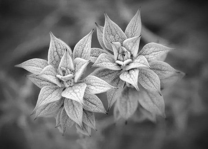Monochrome Floral Duo