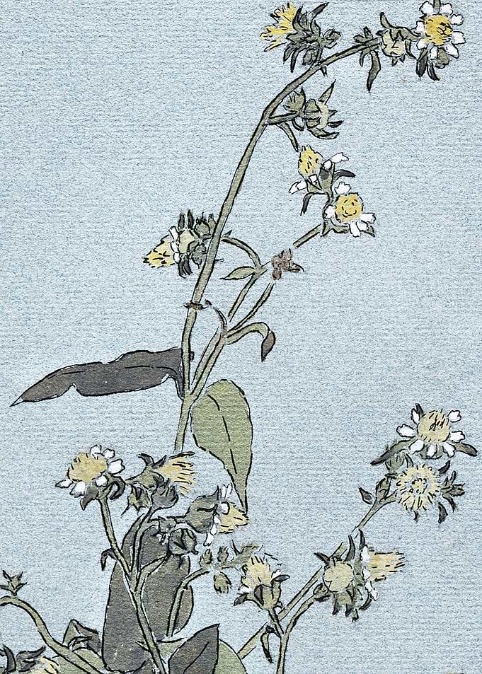 Floral Illustration with Yellow and White Flowers