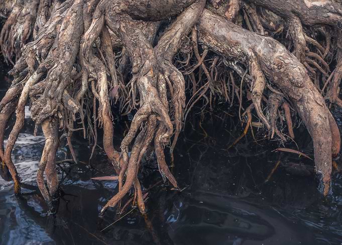 Exposed Tree Roots in Dark Water