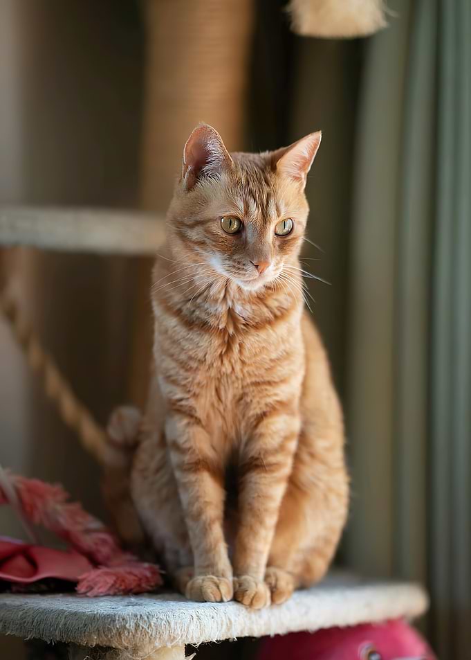 Ginger Tabby Cat Portrait