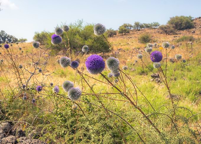 Globe Thistle Flowers in a Field