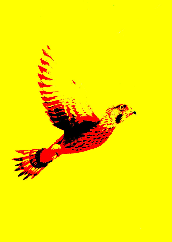 Amazing Falcon