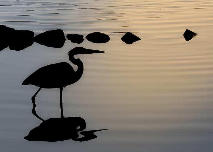 Silhouette of Heron in Water