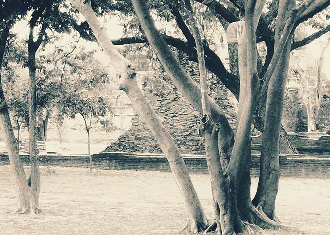Ancient Temple Ruins with Trees