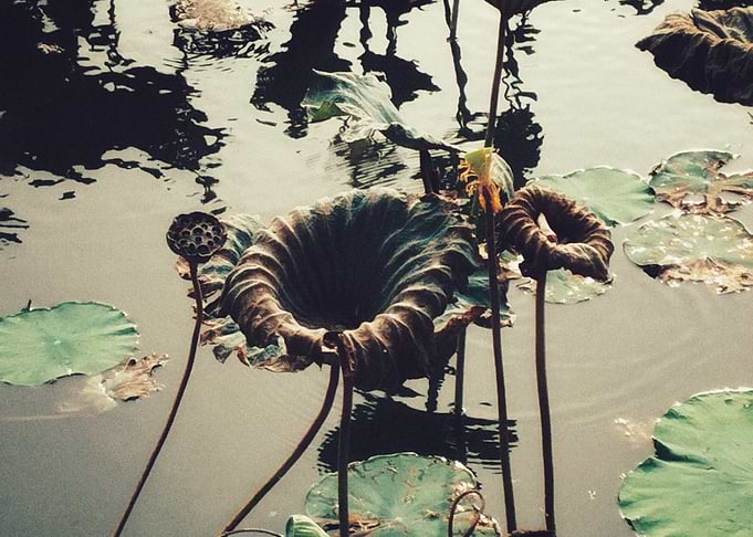 Lotus Pond Still Life