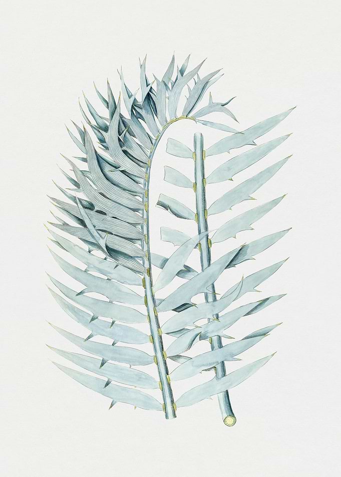 Botanical Illustration of Blue Fern