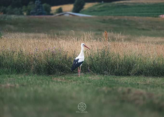 Stork in a Field