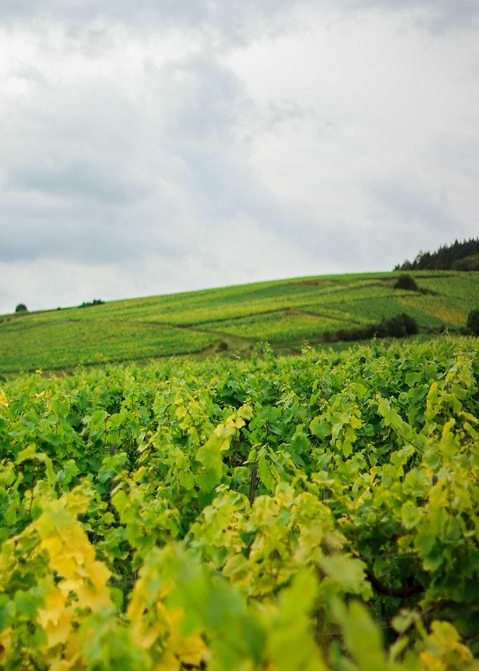 Vineyard