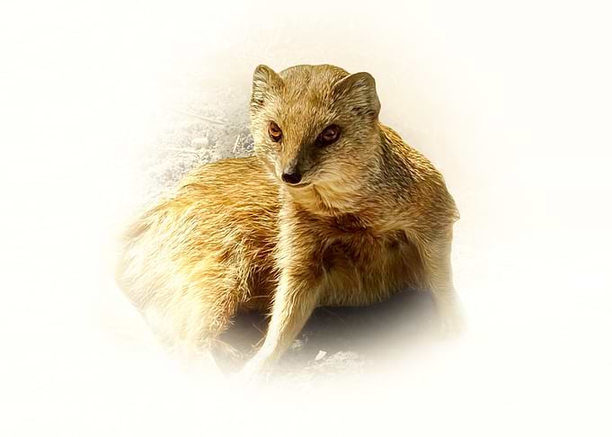 Yellow Mongoose Portrait
