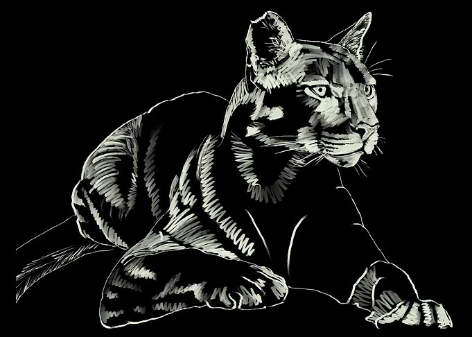 'Mountain Lion' Jamie's Hand-Drawn Cat Collection