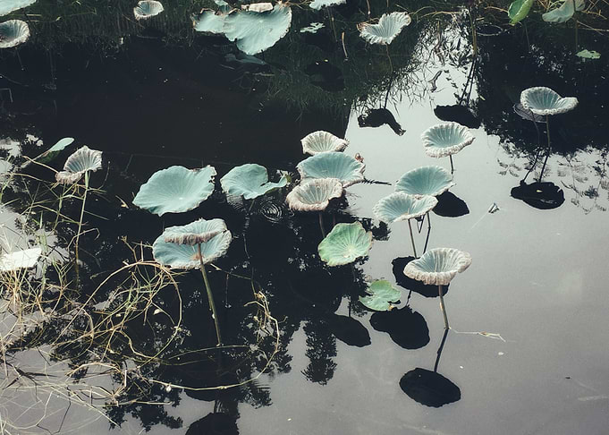 Lotus Pads in Dark Water