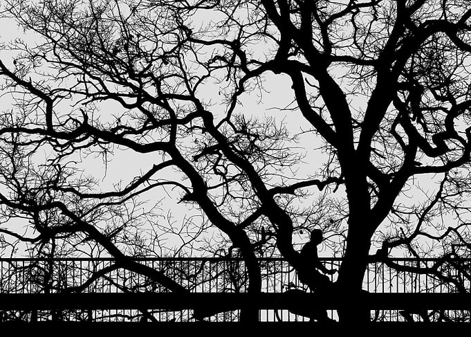 Cyclist among the branches