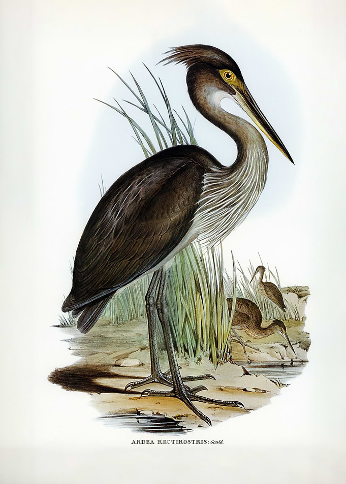 Great-billed Heron