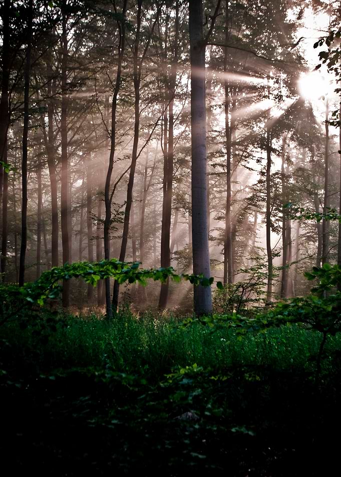 Sunlit Forest