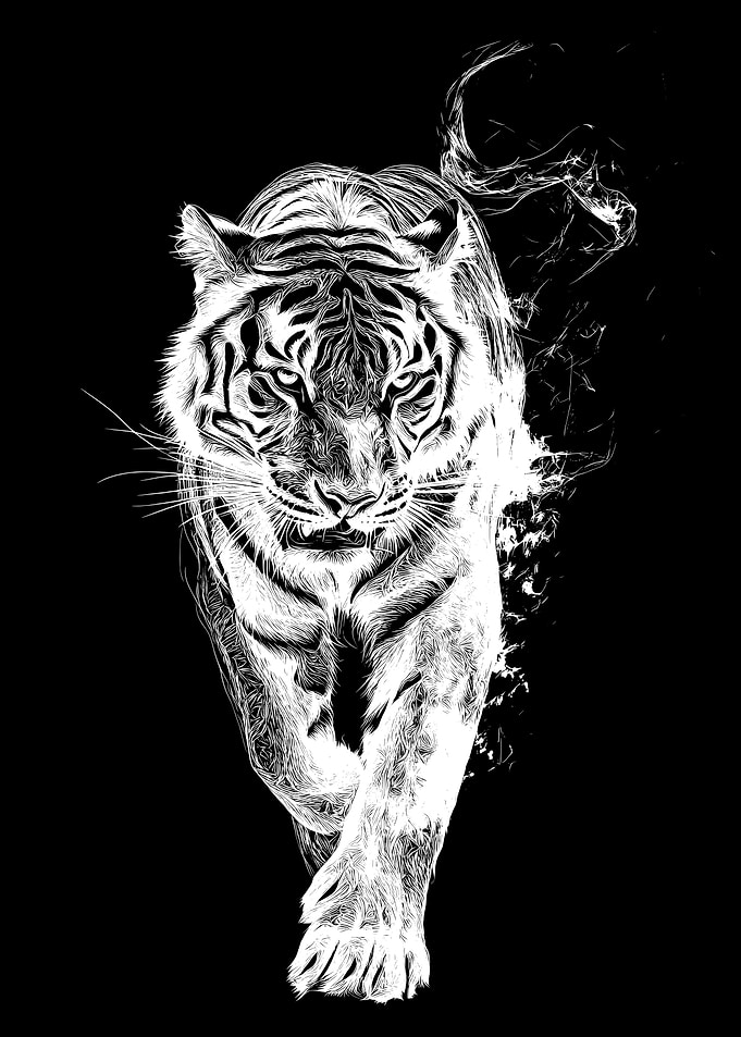 White Tiger on Black Background