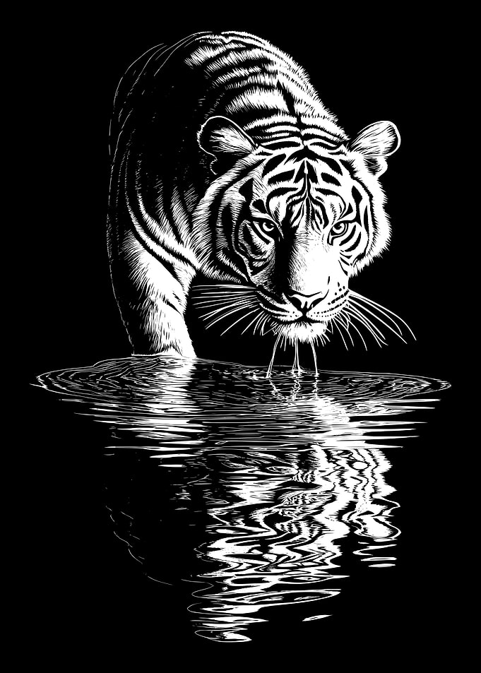 Tiger Drinking Water Black and White