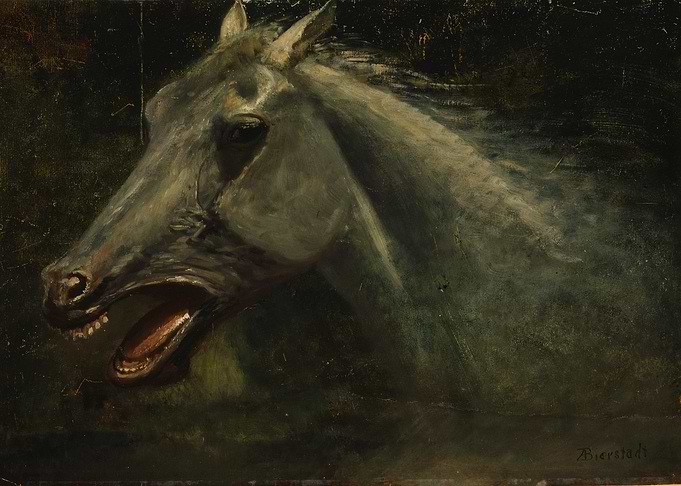 Horse Head Painting by Bierstadt