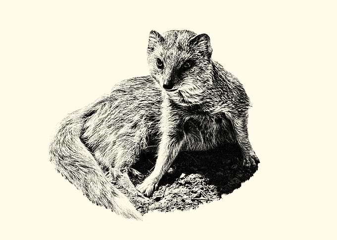 Mongoose Illustration