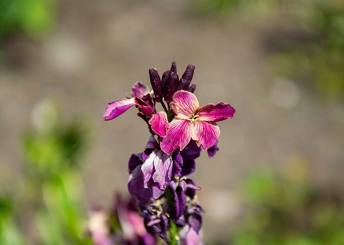 Purple and Pink Flower Close-Up