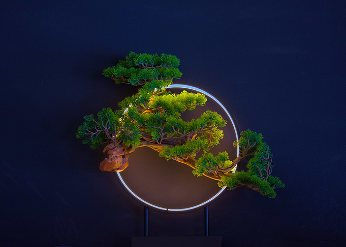 Bonsai Tree with Circular Light Frame