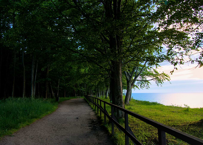 Path through forest near the sea