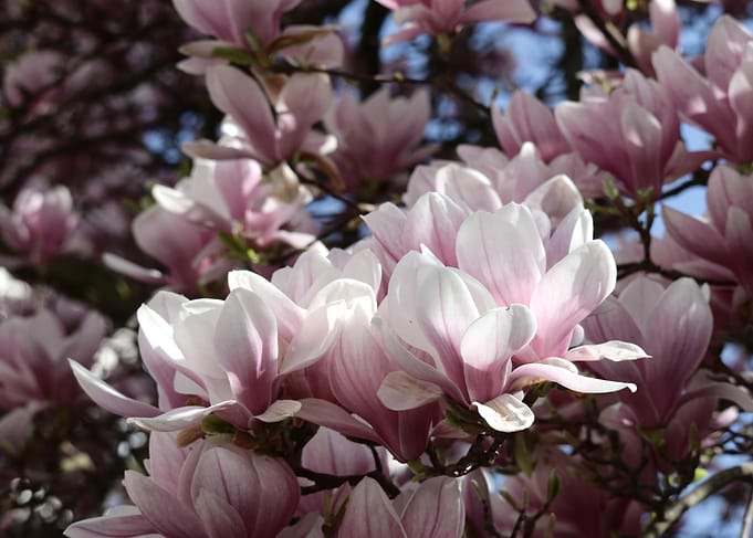 Magnolia Blossoms in Spring Sunlight