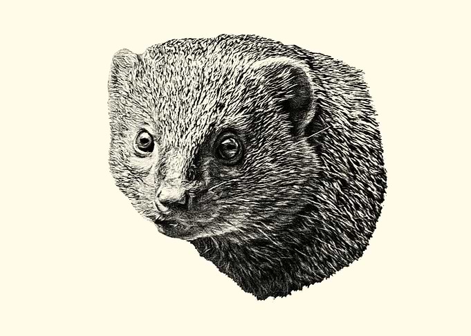 Detailed Mongoose Portrait