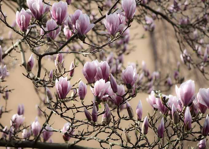 Magnolia Blossoms in Spring