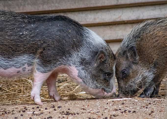Two Pigs Sniffing the Ground