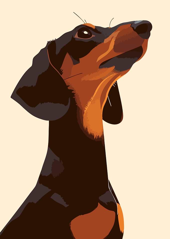 Handsome Dachshund Dog Portrait Minimalist Art Illustration