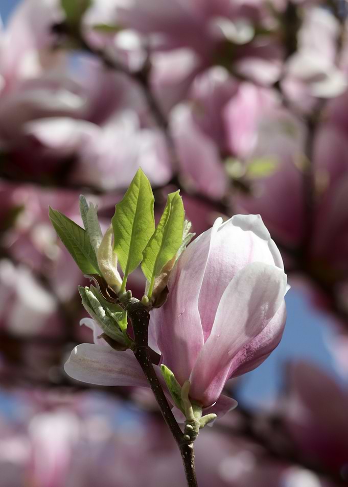 Magnolia Blossom Close-Up