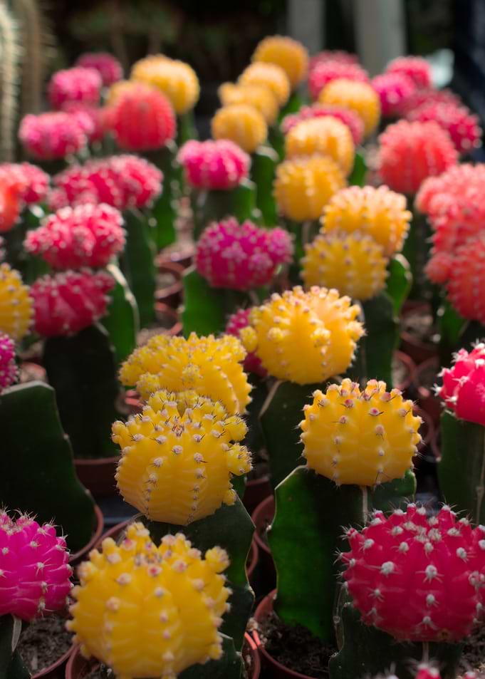 Colorful Gymnocalycium mihanovichii Cactus Collection