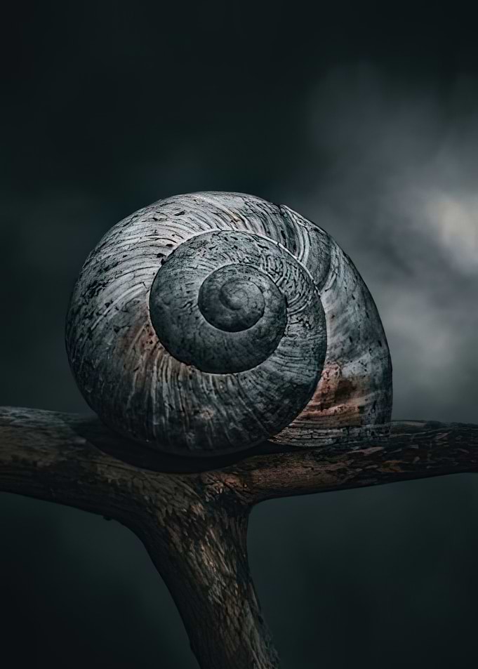 Snail Shell on Branch