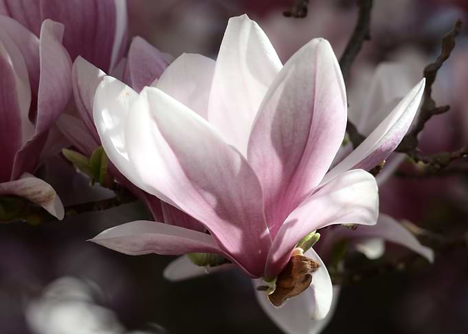 Magnolia Blossom Close-Up
