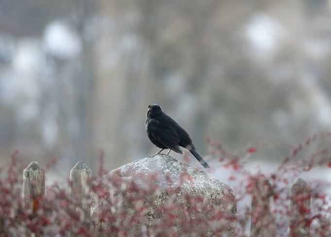 Blackbird perched on a stone