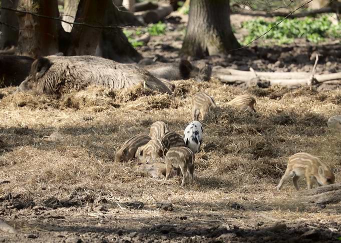 Wild Boar Family in Forest