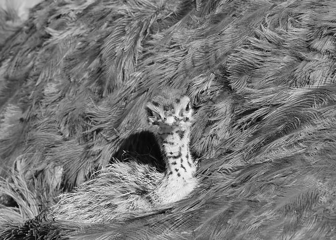 Black and White Ostrich Chick Portrait 1362