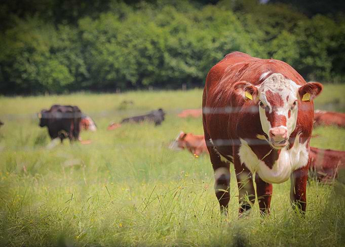 Brown and White Cow in Field