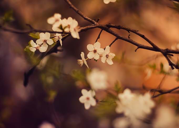 White Blossoms on Branch