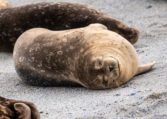 Sleeping Seal on the Beach