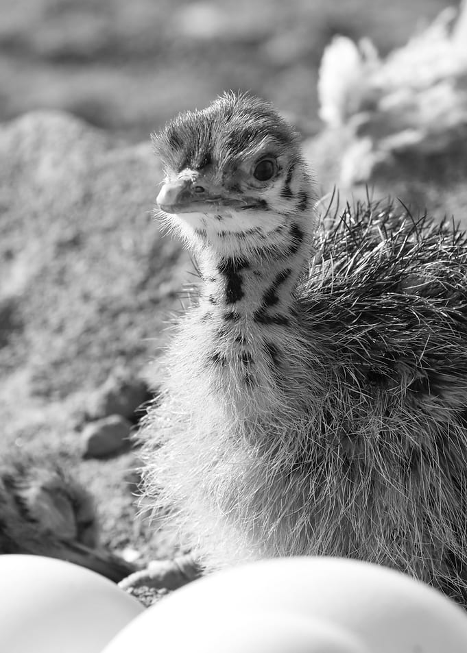 Black and White Ostrich Chick Portrait 1280