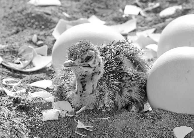 Newborn Ostrich Chick with Egg Shells