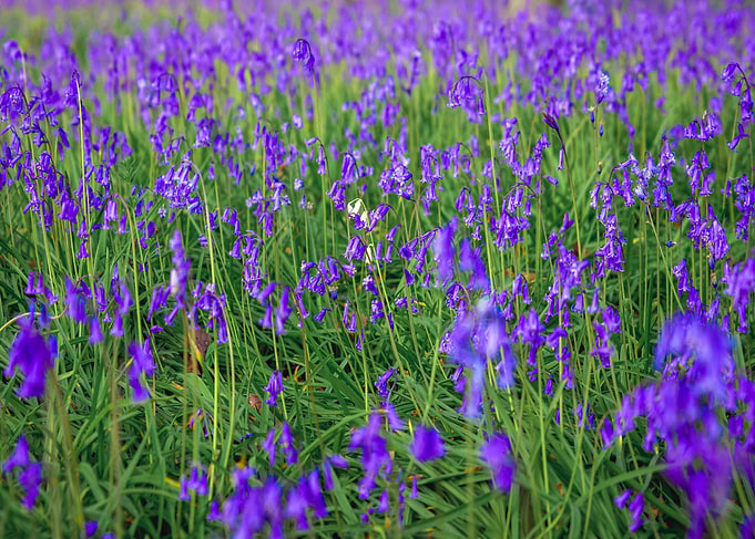 Field of Bluebell Flowers