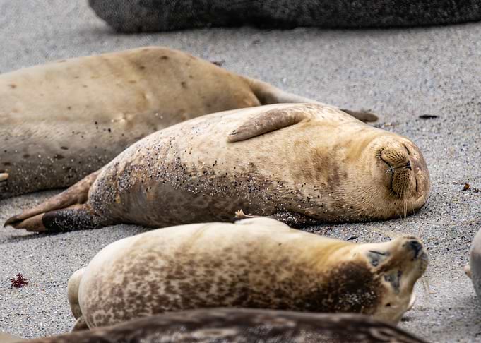 Seals Resting on a Sandy Beach