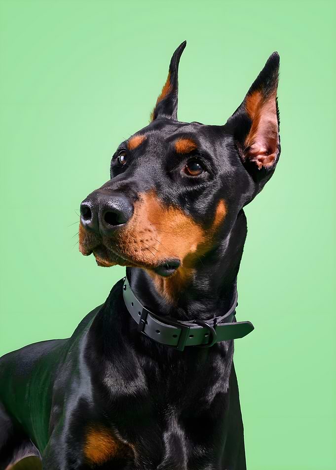 Doberman Pinscher Portrait